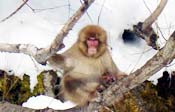 snow monkey japan