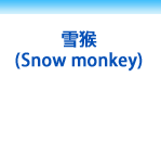 雪猴 Snow monkey
